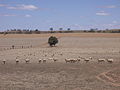 Image 22Dry paddocks in the Riverina region during the 2007 drought (from History of New South Wales)