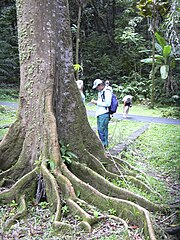 Elaeocarpus grandis — дерево