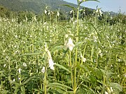 芝麻田(尼泊爾)