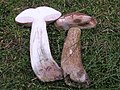 Tylopilus felleus