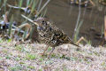 White's thrush