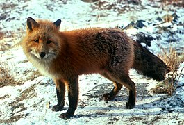 Vulpes vulpes ~ Idatcol (Canidae).