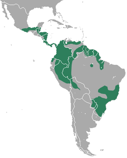 Distribución de C. minimus