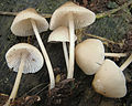 Mycena galericulata