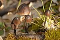 Mycena stipata