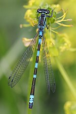 Coenagrion hastulatum – Oberseite