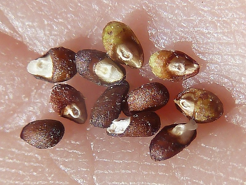 File:Alb.-R.officinalis-seeds-2.jpg