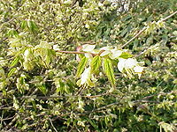 Corylopsis pauciflora