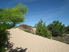 Dunes sur l'île d'Oléron (Charente-Maritime).