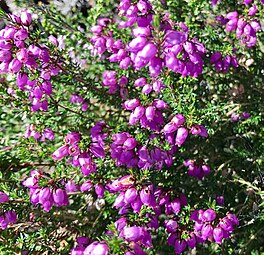 Reade skrobberheide (Erica cinerea).