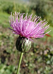 thistle flowers