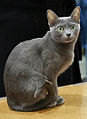 Wang Kaang Raang, a female korat in Vantaa Cat Show, Finland.