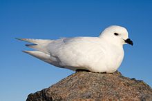 Photo of a white bird sitting on a rock.