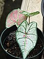 Caladium bicolor.