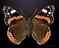 Vanessa atalanta