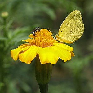 Eurema blanda (Three-Spot Grass Yellow)