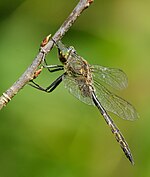 Somatochlora flavomaculata – Männchen