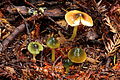 Hygrocybe psittacina sin. Gliophorus psittacinus