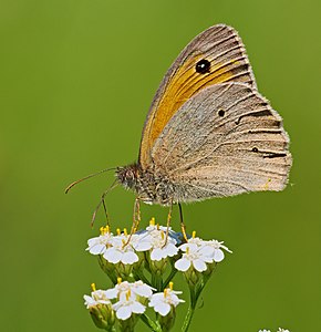 ♂ Maniola jurtina (Meadow Brown)