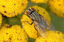 Musca.autumnalis.female.jpg