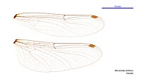 Female wings