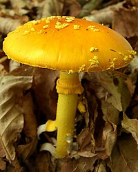 Amanita flavoconia