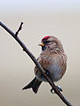 Female; Lochwinnoch, Renfrewshire, Scotland