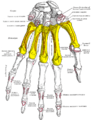 Metacarpus (yellow). Insertions are shown in red. Left hand, anterior (palmar) view.