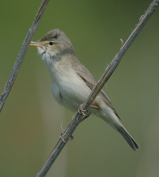 File:Hippolais pallida (Ján Svetlík).jpg