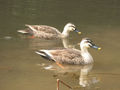 Indian spot-billed duck