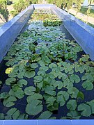 Lotus & water lily plants growing in a pond in a Classical Meitei garden - inside the Bir Tikendrajit Park, Imphal, Kangleipak 01.jpg