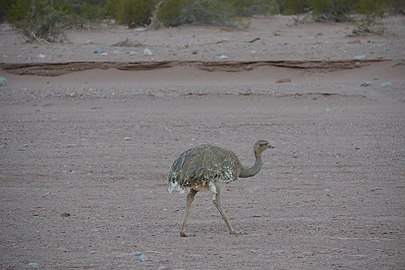 Nandou de Darwin au parc national Talampaya en 2017