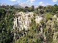 Bosque esclerófilo, con presencia de Jubaea chilensis, en el Parque Nacional La Campana.