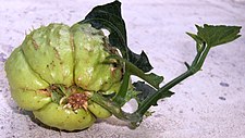 Viviparie bij chayote (Sechium edule)