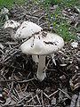 Volvariella speciosa