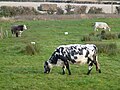 Thumbnail for File:Multi-coloured bovine beast - geograph.org.uk - 3762700.jpg