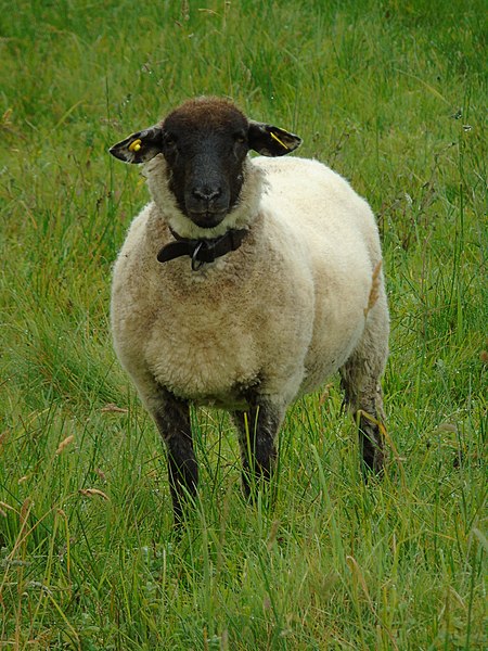 File:Ovis orientalis aries.002 - Ribadeo.jpg