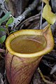 Nepenthes attenboroughii