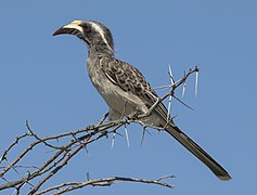 Lophoceros nasutus (Bucerotidae)