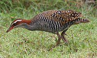 G. p. ecaudata, Fafa island, Tonga