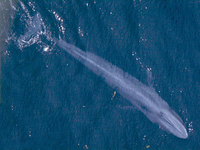 Blue Whale - Balaenoptera musculus