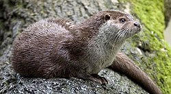 European otter