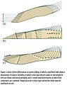 visualizzazione delle deformazioni interne ad un corpo di frana. Nel caso (a) abbiamo una frana di scivolamento, con movimento rigido sulla superficie di distacco; nel caso (b) una frana da cedimento (o colamento) in cui si ha a monte collasso verticale e a valle espansione del materiale. In (c) è rappresentata una combinazione delle due modalità.