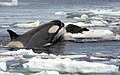 Orche mentre attaccano una foca dissanguata sul ghiaccio.