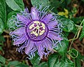 Passiflora incarnata (Passion Flower) in the Butterfly House