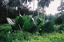 Het grootste deel van Sao Tomé kent een dikke tropische begroeiing.