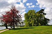 The shore of the lake