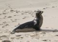 A Galápagos Sea Lion on the beach