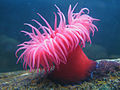 anemone di mare