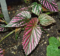 Begonia exotica.